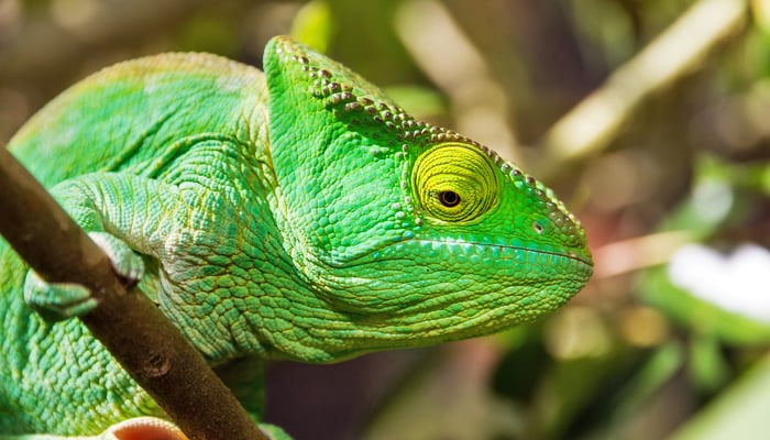 Chameleon in Madagascar
