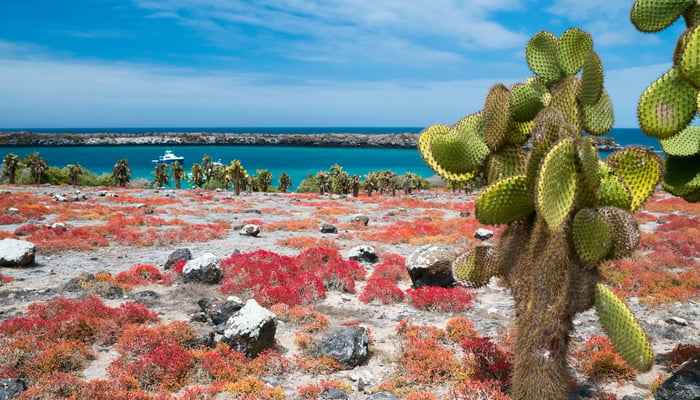 Vegetation on South Plaza island, Galapagos