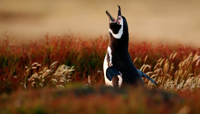 Magellanic penguin on the Falkland Islands