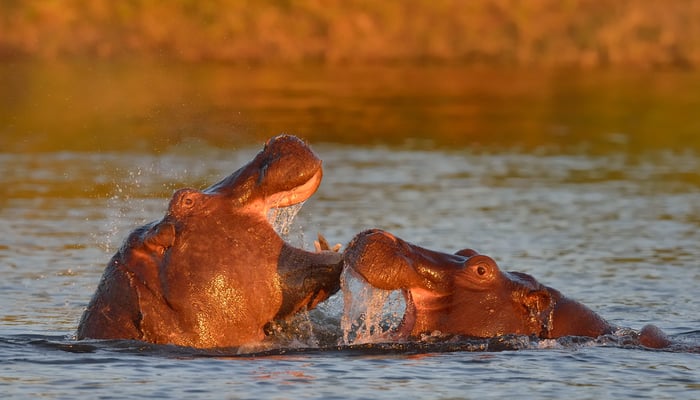 Hippos in Chobe National Park, Botswana