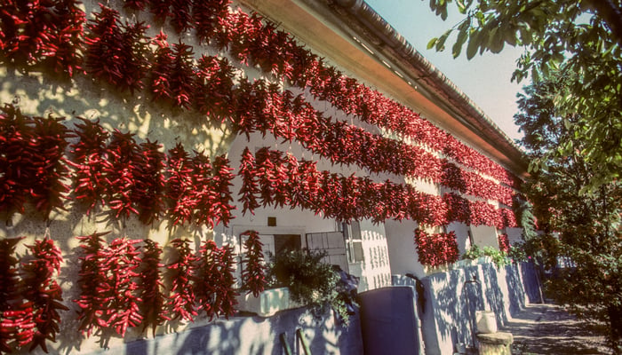 Paprika drying in Kalocsa, Hungary