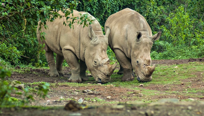 Javan rhinos in Ujung Kulon National Park, Indonesia