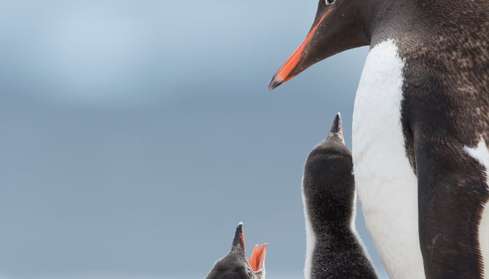 Penguins on Cuverville Island, Antarctica