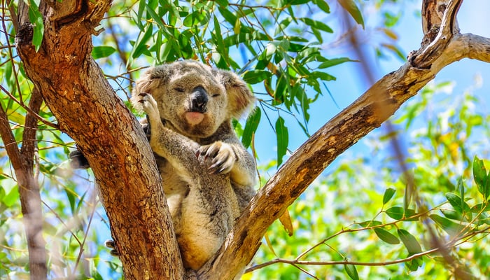 Koala on Magnetic Island, Australia