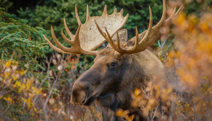 Moose in Denali National Park, Alaska