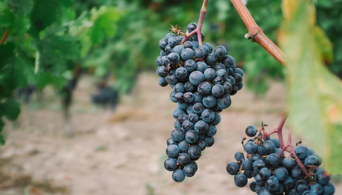 Dordogne, Garonne & Gironde river cruises - Vineyard in Saint-Emilion