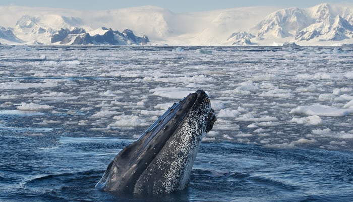 Humpback whale in Antarctica