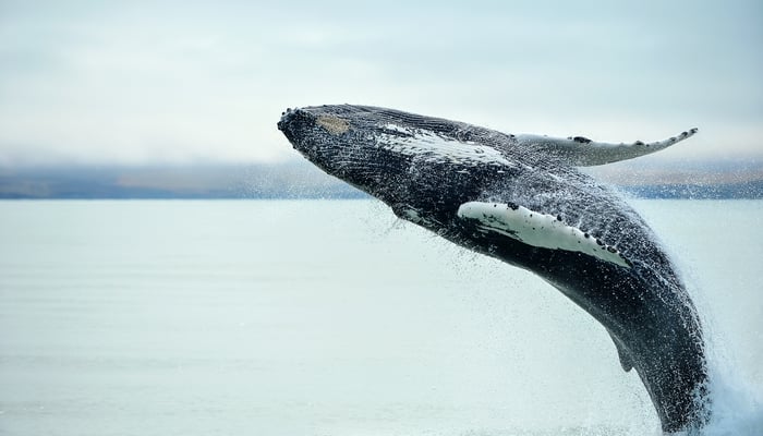 Humpback whale off Husavik, Iceland