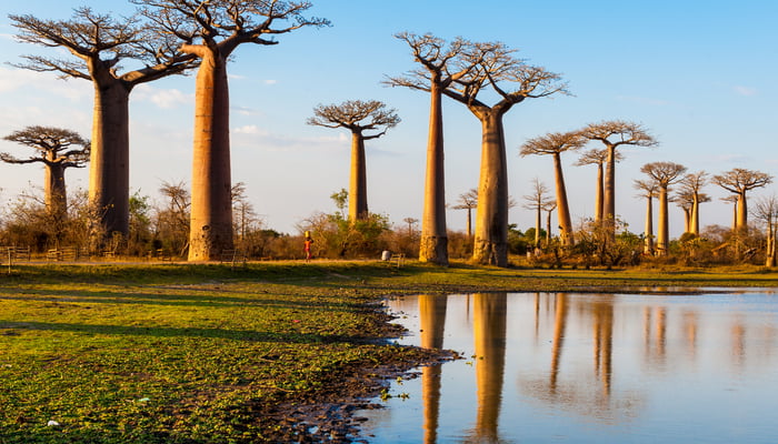 Baobab trees, Morondava