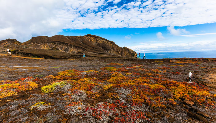Vegetation at Punta Pitt, San Cristobal, Galapagos