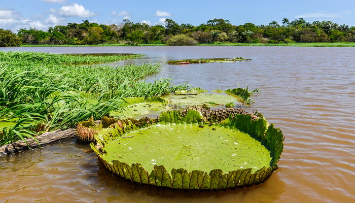 Water lily in the Amazon rainforest near Santarem, Brazil