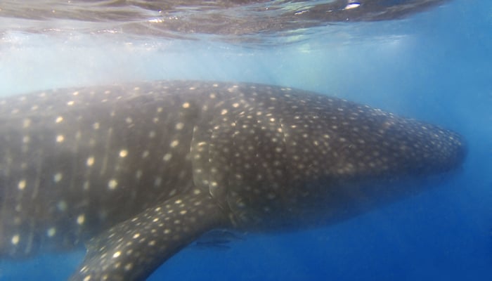 Whale shark off Donsol, Philippines