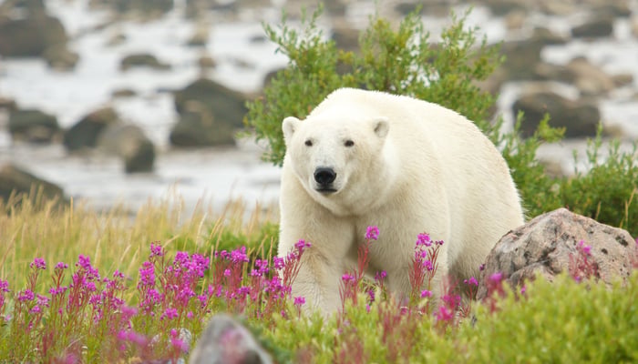 Polar bear near Hudson Bay in Churchill, Manitoba, Canada