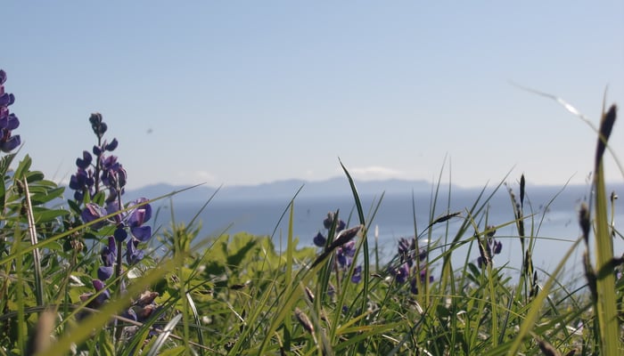 Forget-me-nots on Chignik Bay, Alaska
