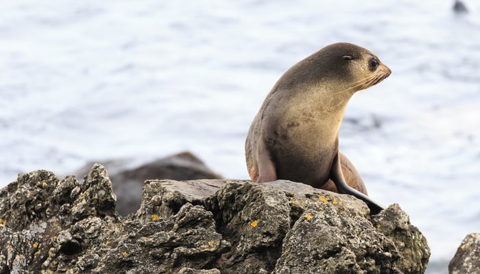 Seal on Amsterdam Island, French Southern Territories