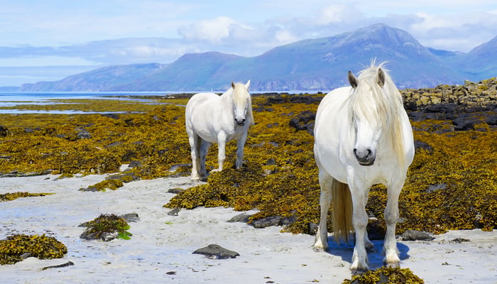 White horses on the Isle of Muck, Scotland