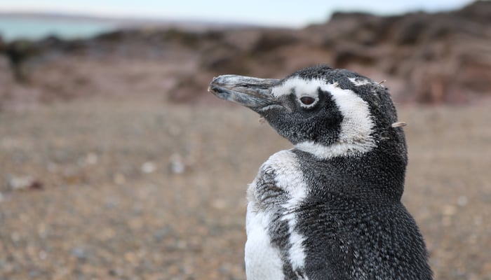 Penguin in Camarones, Argentina