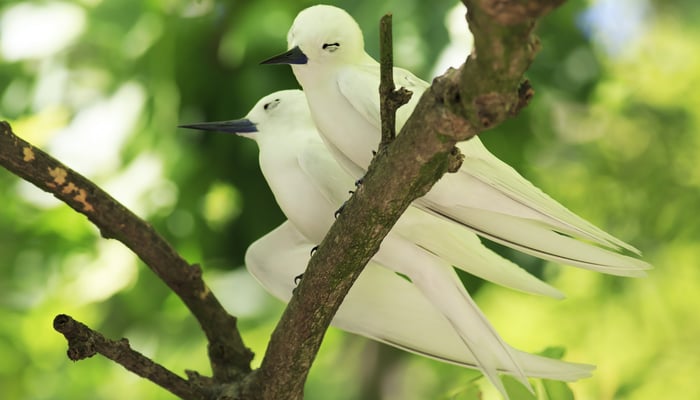 White terns on Cousin Island, Seychelles