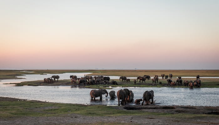 Chobe river cruise - Elephants in Botswana