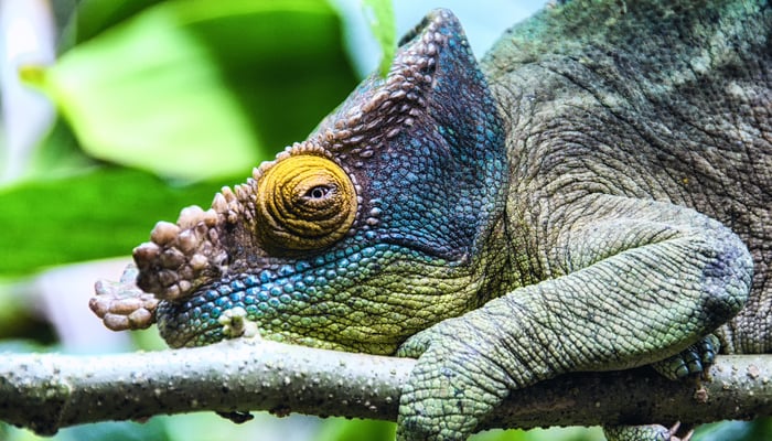 Parson's chameleon, Ile Sainte Marie, Madagascar