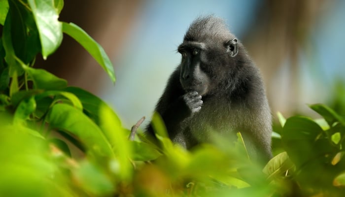 Celebes crested macaque, Sulawesi, Indonesia