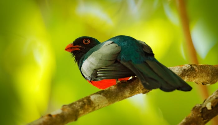 Slaty-tailed trogon in Corcovado National Park, Costa Rica