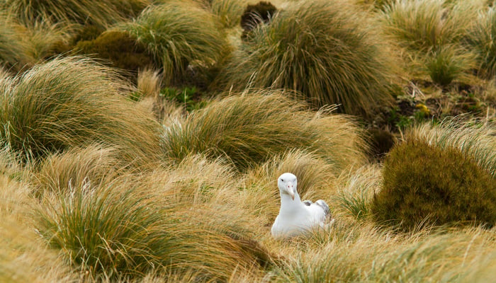 Nesting royal albatross on Campbell Island, New Zealand