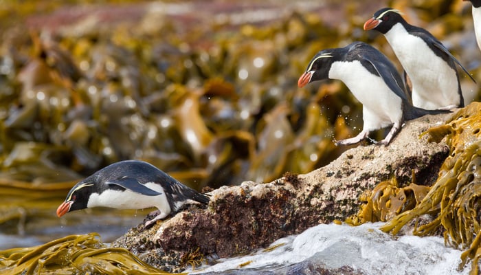 Crested penguins on Snares Islands, New Zealand
