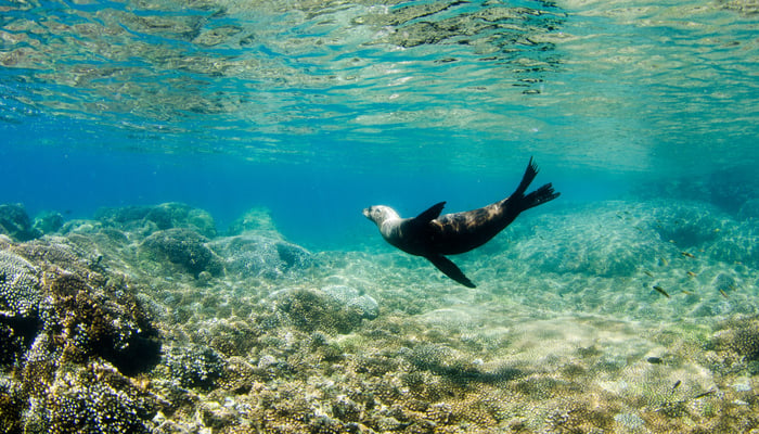 Californian sea lion at Los Islotes, Mexico