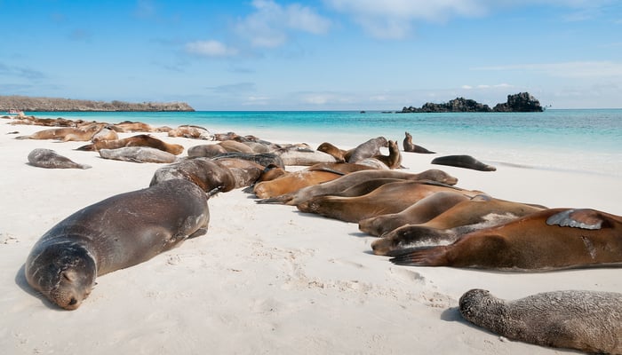 Galapagos sea lions on Española island