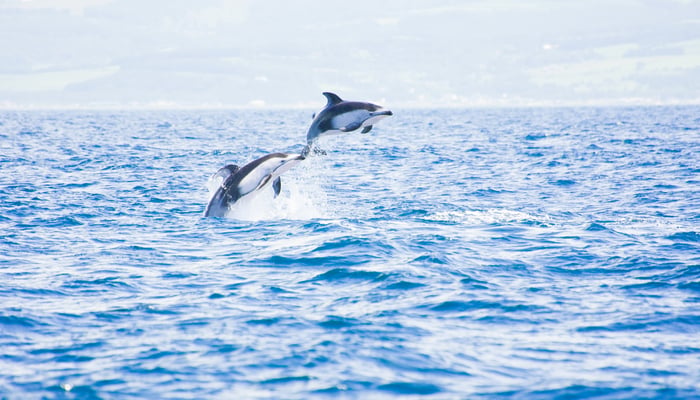 Pacific white-sided dolphins near Muroran, Japan