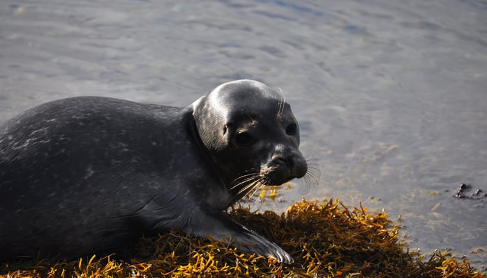 Seal pup in Strangford Lough, Northern Ireland