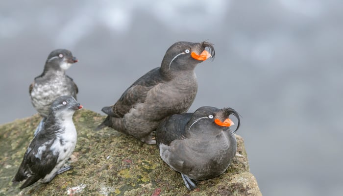 Crested and least auklets on St George Island, Pribilof Islands, Alaska