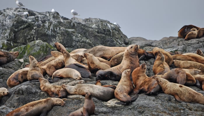 Sea lions on the Inian Islands, Alaska