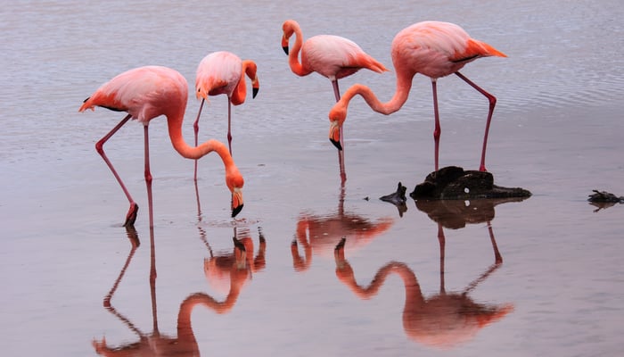 Flamingos on Floreana island, Galapagos