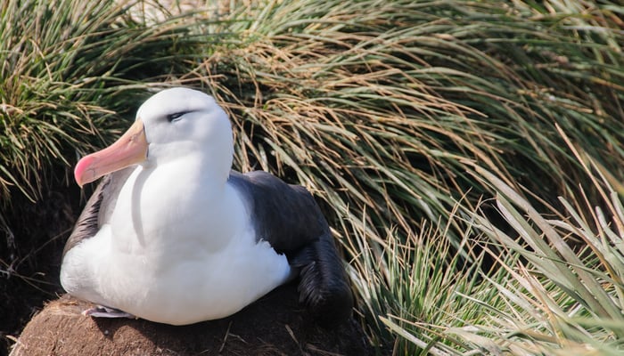 Black browed albatross in the Falkland Islands