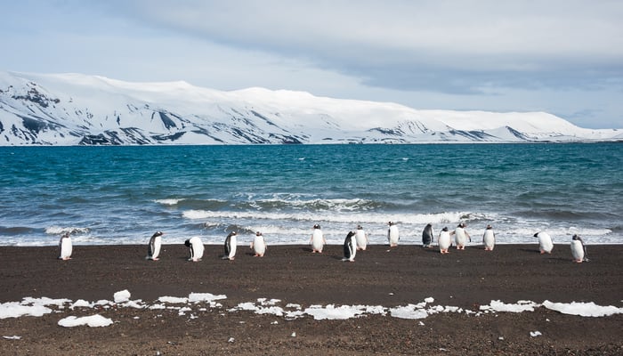 Gentoo penguins on Deception Island, Antarctica