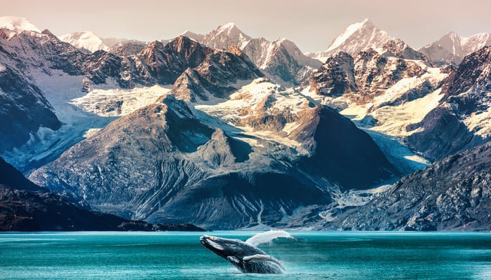humpback whale in alaska