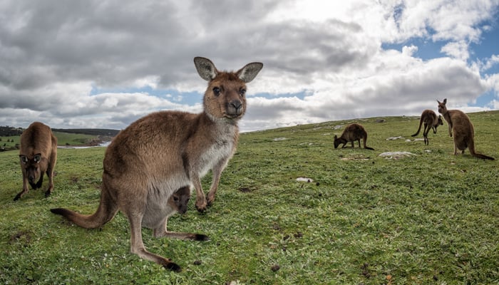 Kangaroo Island, Australia