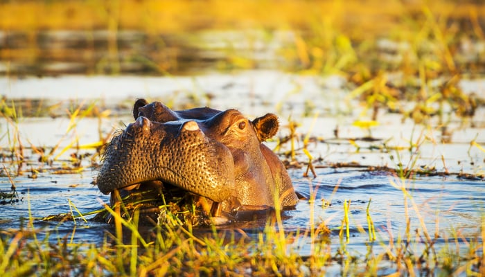 Chobe river cruises - Hippo
