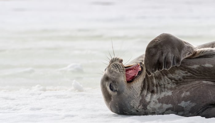 Weddell seal, Antarctica