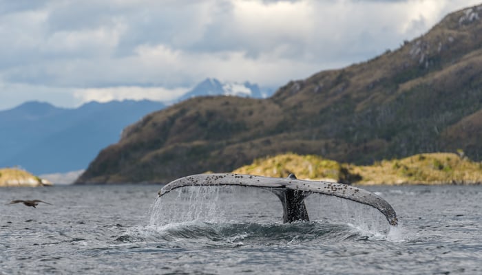 Humpback whale in Parque Marino Francisco Coloane, Chile