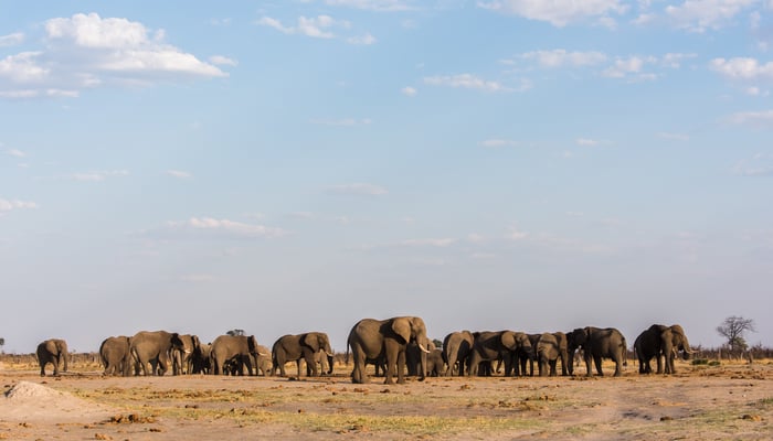 Elephants in Chobe National Park, Botswana