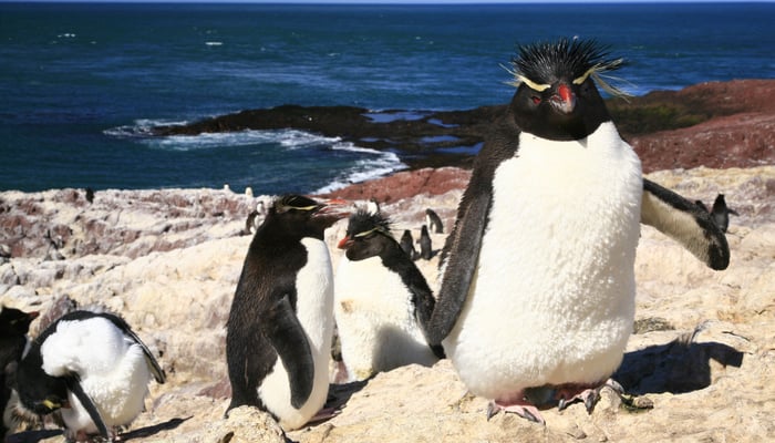 Rockhopper penguins on Isla Pinguino, Argentina
