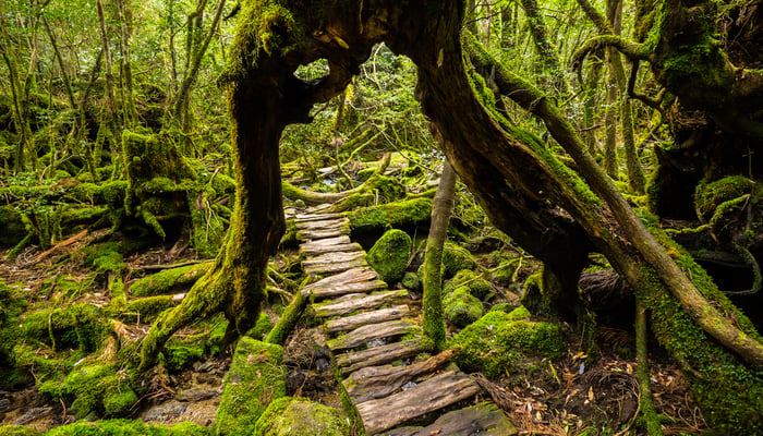 Forest in Yakushima, Japan