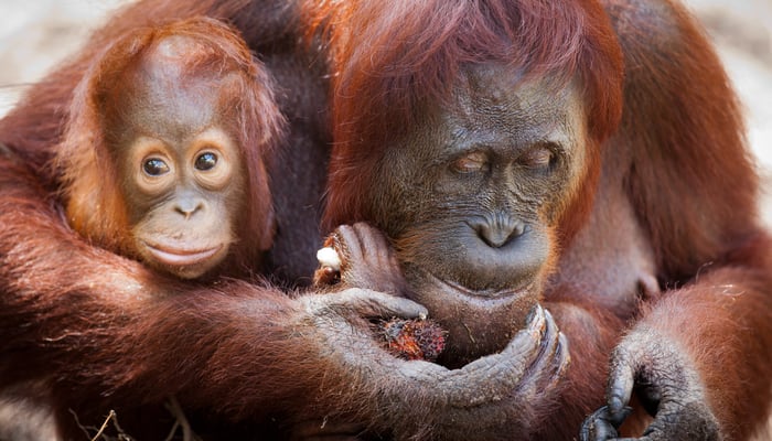 Orang utans at Camp Leakey, Kalimantan, Borneo
