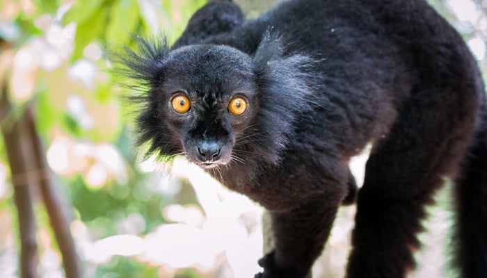 Black lemur in Nosy Komba, Madagascar
