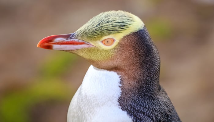 Yellow-eyed penguin, New Zealand
