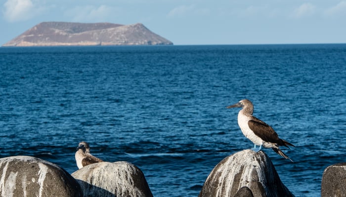 Blue-footed booby in front of Daphne Major, Galapagos