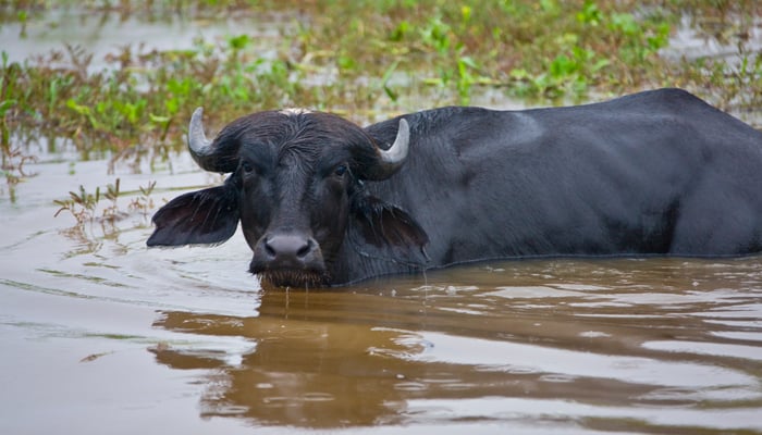 Water buffalo in the Rio Guajara, Pururui, Brazil